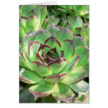 Succulents Greeting Cards