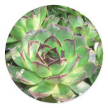 Succulents Stickers