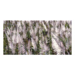 Sugar cane photo cards