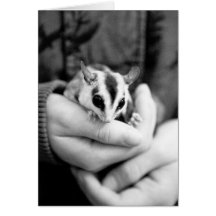 Sugar Glider card