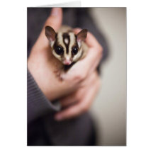 Sugar Glider greeting card