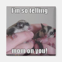 sugar glider magnet