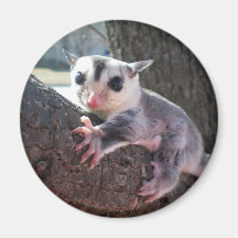 sugar glider magnets
