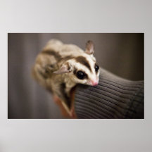 Sugar Glider poster