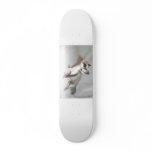 sugar glider skate boars skateboards
