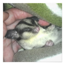 Sugar Glider Sleeping in Blanket Custom Invites