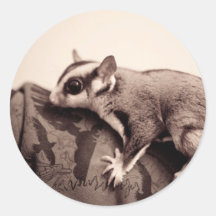 Sugar Glider stickers