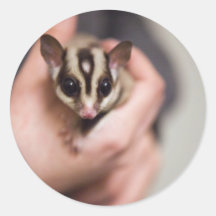 Sugar Glider stickers