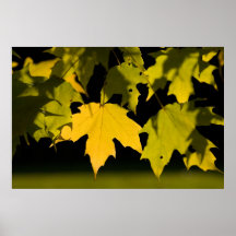 Sugar maple poster