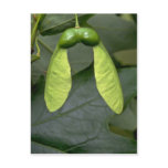 Sugar maple tree fruit (acer saccharum) postcards