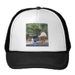 Sugar N Spice Mesh Hats