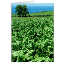 Sugarbeet field cards