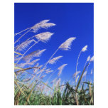 Sugarcane field flyers