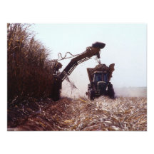 Sugarcane harvest announcements