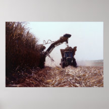 Sugarcane harvest posters