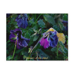 Sugared Pansy, Flowers of the Mind postcards