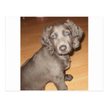 Suki 8 wks old 1st night home (6).JPG Post Cards