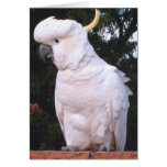 Sulfer-crested Cockatoo cards