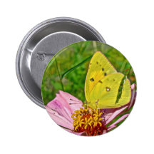 Sulphur Butterfly Pinback Buttons