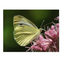 Sulphur Butterfly Post Card