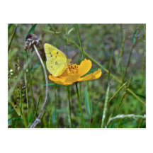 Sulphur Butterfly Post Card