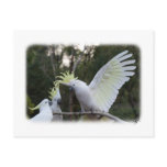 Sulphur Crested Cockatoo 9Y319D-079 postcards