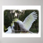 Sulphur Crested Cockatoo 9Y319D-079 posters