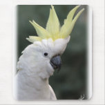 Sulphur Crested Cockatoo 9Y331D-005 mousepads