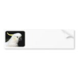Sulphur Crested Cockatoo 9Y336D-015 bumper stickers
