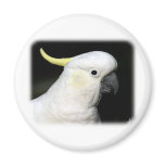 Sulphur Crested Cockatoo 9Y336D-015 Refrigerator Magnet