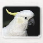 Sulphur Crested Cockatoo 9Y336D-015 Mousepad
