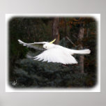 Sulphur Crested Cockatoo 9Y336D-027 posters