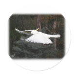 Sulphur Crested Cockatoo 9Y336D-027 Round Stickers