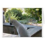 Sulphur Crested Cockatoo at Marysville cards