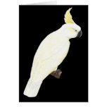 Sulphur-crested Cockatoo - Cacatua galerita Black cards
