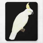 Sulphur-crested Cockatoo - Cacatua galerita Black mousepads