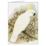 Sulphur-crested Cockatoo - Cacatua galerita cards