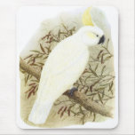 Sulphur-crested Cockatoo - Cacatua galerita mousepads