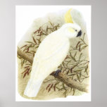 Sulphur-crested Cockatoo - Cacatua galerita posters