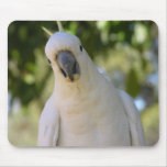 Sulphur Crested Cockatoo Gelbhaubenkakadu mousepads