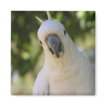 Sulphur Crested Cockatoo Kakadu magnets