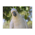 Sulphur crested cockatoo Kakadu postcards