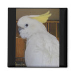 Sulphur Crested Cockatoo Magnet