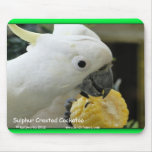 Sulphur Crested Cockatoo