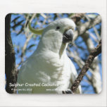 Sulphur Crested Cockatoo