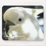 Sulphur Crested Cockatoo