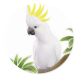 Sulphur Crested Cockatoo Sticker