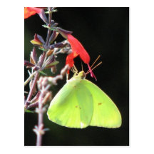 Sulphur on Salvia Postcard