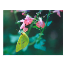 Sulphur on Salvia Postcard