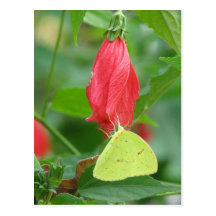 Sulphur Turks Cap Postcard